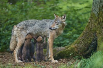 Gray wolf (Canis lupus) suckling its pups in the forest, surrounded by lush greenery and trees,