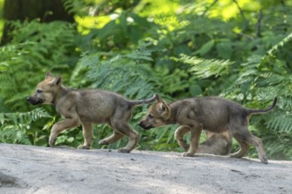 Two pups running side by side in the forest and exploring their surroundings, European grey gray