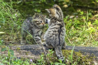 Two kittens facing each other and playing on moss-covered wood in the forest, wildcat (Felis