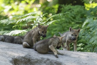 A group of wolf pups curiously exploring a path in the forest, European grey gray wolf (Canis