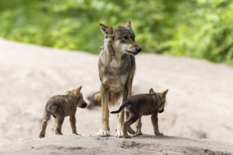 An adult wolf watches two nearby pups closely in a wooded area, European grey gray wolf (Canis