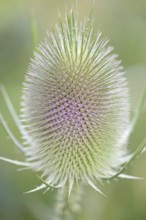 Wild teasel (Dipsacus fullonum), inflorescence in front of flowering, close-up, North