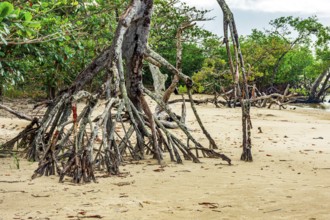 Mangrove roots in the sand on the beach in Serra Grande on the coast of Bahia, Serra Grande /