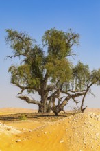 Trees with gnarled bark in a sandy plain of the Rub al Khali desert, Dhofar province, Arabian