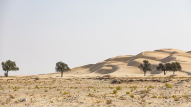 Trees in front of curving sand dunes, green vegetation in front, Rub al Khali desert, Dhofar