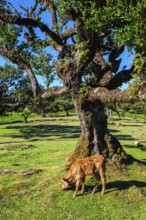 Cows in fantastic magical idyllic Fanal Laurisilva forest with centuries-old til trees. Madeira