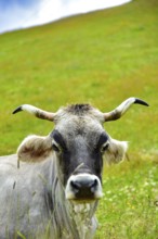 Portrait of a cow with horns on a mountain pasture in Tyrol, Austria, Europe