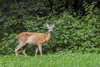 European roe deer (Capreolus capreolus) female, doe in meadow in front of stinging nettles at