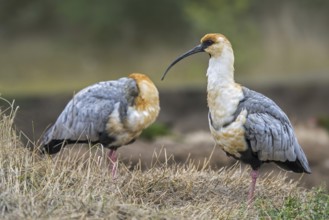 Black-faced ibis (Tantalus melanopis) native to South America