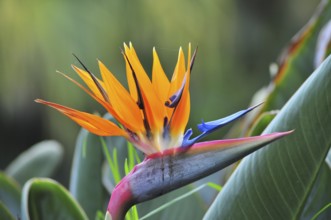 Flower of a strelitzia (Strelitzia reginae) also known as bird of paradise flower or parrot flower,