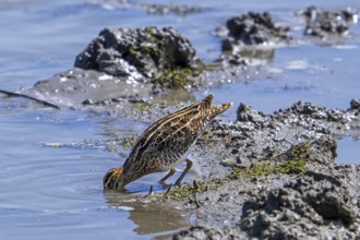 Common snipe (Gallinago gallinago) foraging in shallow water by probing soft mud at mudflat along