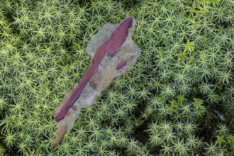 Exfoliated pine bark (Pinus sylvestris) on common wither moss (Polytrichum commune), Emsland, Lower