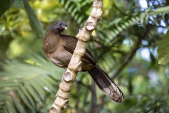 Grey-headed guan (ortalis cinereiceps), bird sitting on a branch, Monteverde cloud forest, Monte