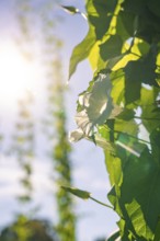 White flower and leaf in the sunlight, accompanied by a bright and blurred natural backdrop,