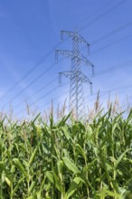 Symbolic image, renewable energies, maize plants, biogas plant, feed maize, high-voltage pylons,