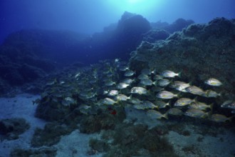 A shoal of bastard grunt (Pomadasys incisus) swims through the underwater landscape of lava rocks.