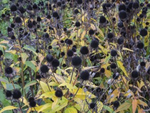 Garden Coneflower (Echinacea) seed heads and leaves in autumn colour, Hessen, Germany, Europe