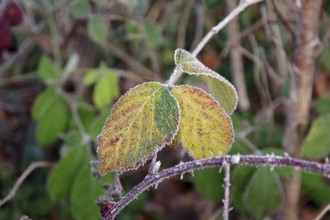 Blackberry (Rubus sect. Rubus), leaf, winter, colourful, frost, blackberry leaves covered with