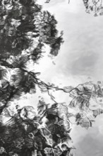 Branches, leaves, dark rain clouds, reflections in rain puddle, text free space, monochrome, symbol