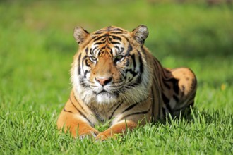 Sumatran tiger (Panthera tigris sumatrae), adult male portrait alert, Sumatra