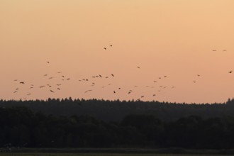 Evening sky at the Baltic Sea near Peenemünde, Crane migration, September, Mecklenburg-Western