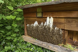 Bee colony, many bees, Western or European honey bee (Apis mellifera), wild construction of natural