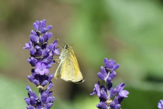 Large skipper (Ochlodes venatus), collecting nectar from a flower of Common lavender (Lavandula