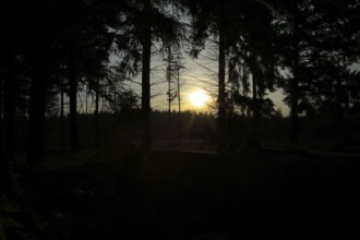 Sunset, sun star through a dark pine forest, Wilnsdorf, North Rhine-Westphalia, Germany, Europe