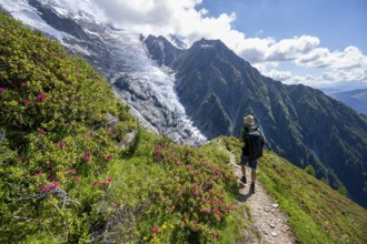 Mountaineer between alpine roses on a hiking trail, impressive mountain landscape with glacier,