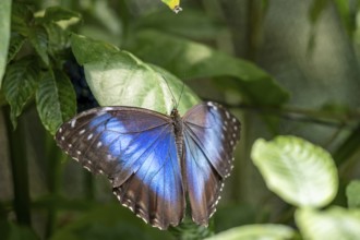 Morpho helenor, blue morpho butterfly sitting on a leaf, Alajuela province, Costa Rica, Central