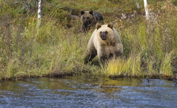 Female bear with cub (Ursus arctos), strikingly light-coloured fur, in tall grass by the water,