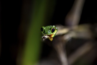 Red-eyed tree frog (Agalychnis callidryas), sitting on a branch, at night in the tropical