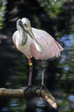 Roseate spoonbill (Platalea ajaja), Aviario Nacional de Colombia, Via Baru, Province of Cartagena,