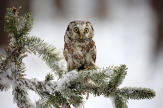 Great Horned Owl (Aegolius funereus), adult on tree in the snow, in winter, alert, Zdarske Vrchy,