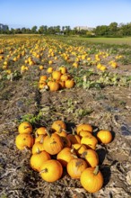 Pumpkin field, ripe pumpkins, shortly in front of harvest, near Neuss, North Rhine-Westphalia,