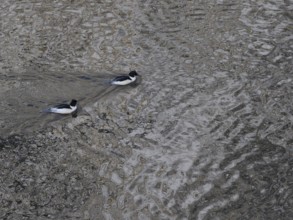 Two male common mergansers (Mergus merganser) swimming on the Saale, Thuringia, Germany, Europe