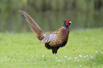 Pheasant (Phasianus colchicus), male standing in meadow, Texel, North Holland, Netherlands