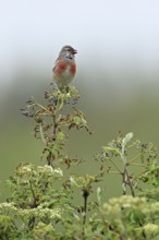 Common linnet (Linaria cannabina), male sitting on a branch, Texel, West Frisian Island, province