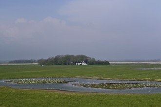 Black-headed gulls (Larus ridibundus), foraging at a pond, Texel, West Frisian Island, Province of