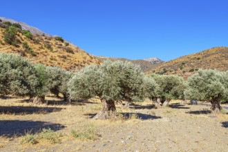 Centuries-old Olive grove, Preveli, Rethymno, Southern Crete, Crete, Greek Islands, Greece, Europe