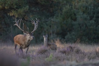 Red deer in rut, Hooge Veluve, Holland