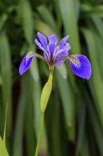 American marsh iris (Iris versicolor), flower, in bloom, at a pond, Ellerstadt, Germany, Europe