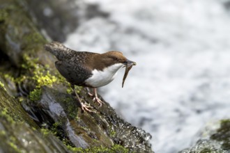 White-throated Dipper (Cinclus cinclus), at a torrent with prey in its beak, Rhineland-Palatinate,