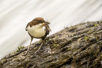 White-throated Dipper (Cinclus cinclus), at a torrent with larvae in its beak,