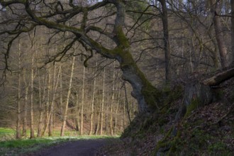 The Polenz is the right-hand, smaller headwaters of the Lachsbach in Saxony and flows through the