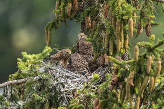 Common kestrel (Falco tinnunculus), female adult bird feeding young birds not yet ready to fly in