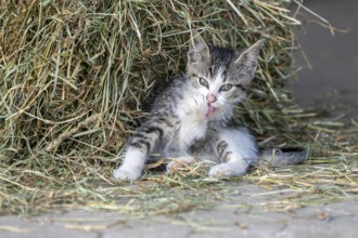 Domestic cat, 8-week-old kitten, Vulkaneifel, Rhineland-Palatinate, Germany, Europe