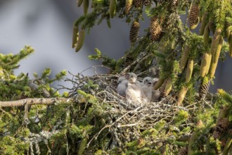 Common kestrel (Falco tinnunculus), young bird not yet able to fly eats mouse in nest,