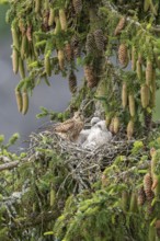 Common kestrel (Falco tinnunculus), female adult bird with young birds not yet ready to fly in the