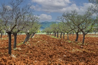 Rows of almond trees on ploughed field, Pla de Corona, Ibiza, Balearic Islands, Mediterranean Sea,